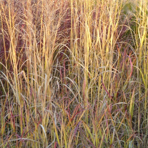 Panic érigé Hot Rod - Panicum virgatum hot rod - Plantes