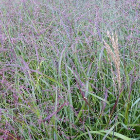 Panic érigé Shenandoah - Panicum virgatum shenandoah - Plantes