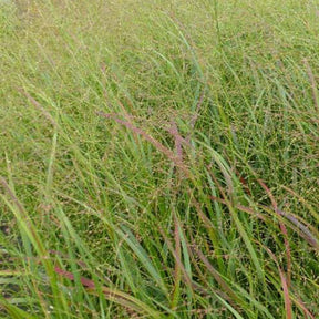 Panic érigé Strictum - Panicum virgatum strictum - Plantes