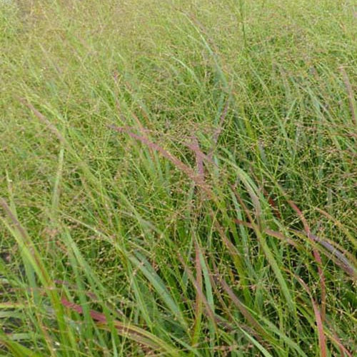 Panic érigé Strictum - Panicum virgatum strictum - Plantes