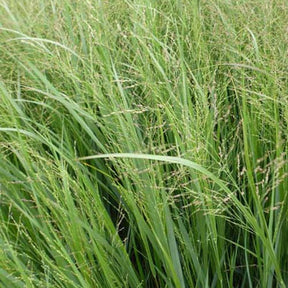 Panic érigé Thundercloud - Panicum virgatum thundercloud - Plantes