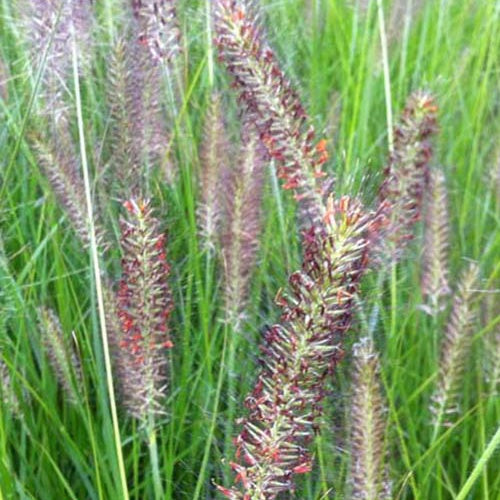 Herbe aux écouvillons Cassian - Pennisetum - Pennisetum alopecuroides cassian - Plantes