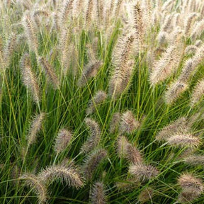 Herbe aux écouvillons Gelbstiel - Pennisetum - Pennisetum alopecuroides gelbstiel - Plantes