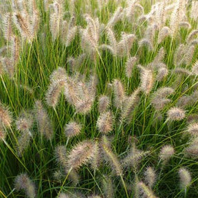 Herbe aux écouvillons GoldStrich - Pennisetum - Pennisetum alopecuroides goldstrich - Plantes