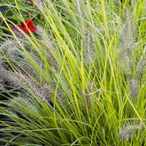 Herbe aux écouvillons Hameln Gold - Pennisetum - Pennisetum alopecuroides hameln gold - Plantes vivaces