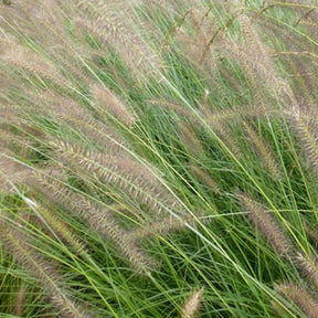 Herbe aux écouvillons Herbstzauber - Pennisetum - Pennisetum alopecuroides herbstzauber - Plantes