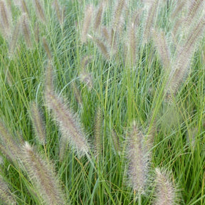 Herbe aux écouvillons Lady U - Pennisetum - Pennisetum alopecuroides lady u - Plantes