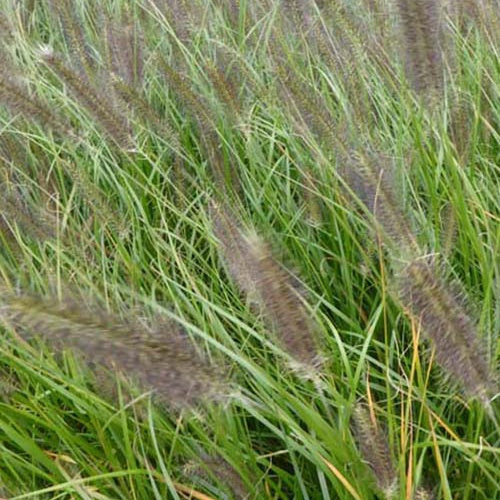 Herbe aux écouvillons Moudry - Pennisetum - Pennisetum alopecuroides moudry - Plantes