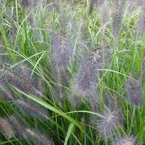 Herbe aux écouvillons National Arboretum - Pennisetum - Pennisetum alopecuroides national arboretum - Plantes