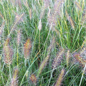 Herbe aux écouvillons Weserbergland - Pennisetum - Pennisetum alopecuroides weserbergland - Plantes