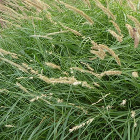 Herbe aux écouvillons frangée de cils - Pennisetum - Pennisetum ciliare - Plantes