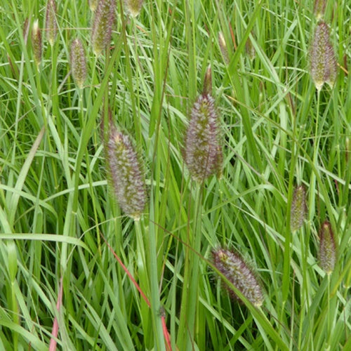 Herbe aux écouvillons Red Bunny Tails - Pennisetum - Pennisetum massaicum red bunny tails - Plantes