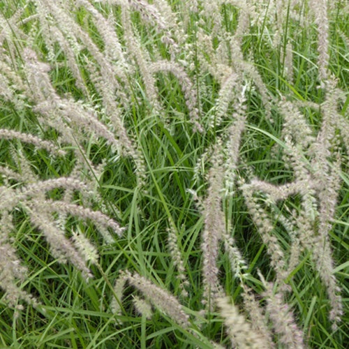 Herbe aux écouvillons Tall Tails - Pennisetum - Pennisetum orientale tall tails - Plantes