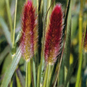 Herbe aux écouvillons de Thunberg Red Buttons - Pennisetum - Pennisetum thunbergii red buttons (massaicum) - Plantes