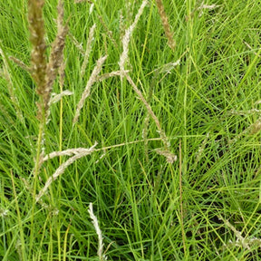 Seslérie d'automne - Sesleria autumnalis - Plantes