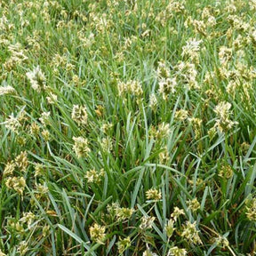 3 Sesléries bleues - Sesleria caerulea - Plantes