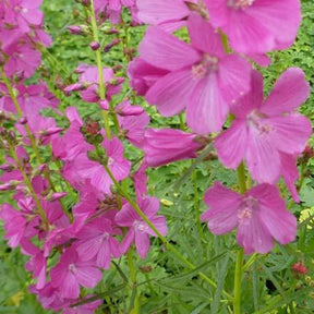 Sidalcea  Oberon - Sidalcea oberon - Plantes