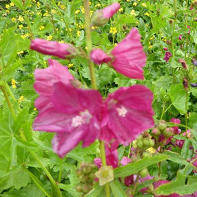 Sidalcea Red Wine - Sidalcea red wine - Plantes