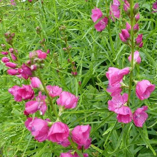 Sidalcea oregana Brilliant - Sidalcea oregana brilliant - Plantes