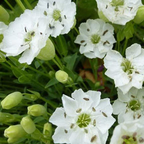 3 Silène à une fleur Weisskehlchen - Silene uniflora weisskehlchen - Plantes