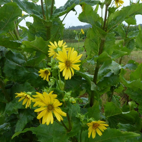 Silphe perfolié - Silphium perfoliatum - Plantes