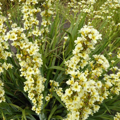 Sisyrinchium striatum - Sisyrinchium striatum - Plantes