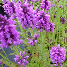 Bétoine officinale Épiaire - Stachys officinalis - Plantes