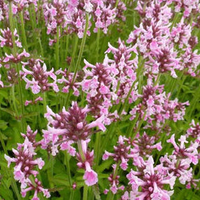 Bétoine officinale Épiaire Pink Cotton Candy - Stachys officinalis pink cotton candy - Plantes