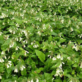 3 Consoudes à grandes fleurs - Symphytum grandiflorum - Plantes