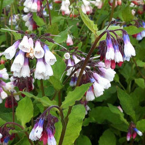 Consoude à grandes fleurs Sky Blue Pink - Symphytum grandiflorum sky blue pink - Plantes