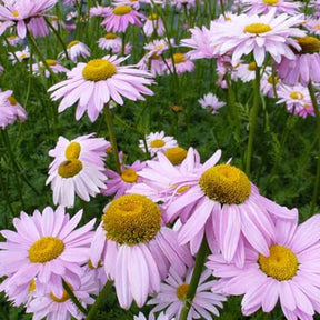 3 Pyrèthre rose Robinson's Pink - Tanacetum robinsons pink ( robinsons series ) - Plantes