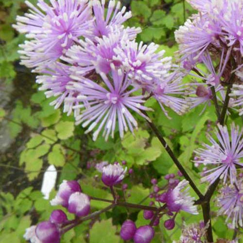 Pigamon Perfume Star - Thalictrum actaeifolium perfume star - Plantes