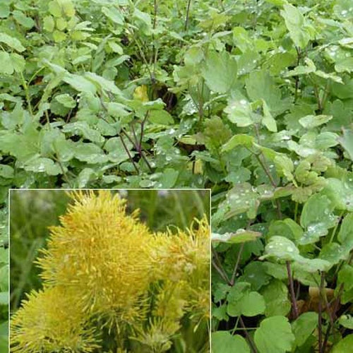 3 Pigamons jaunes à feuilles bleutées - Thalictrum speciosissimum - Plantes