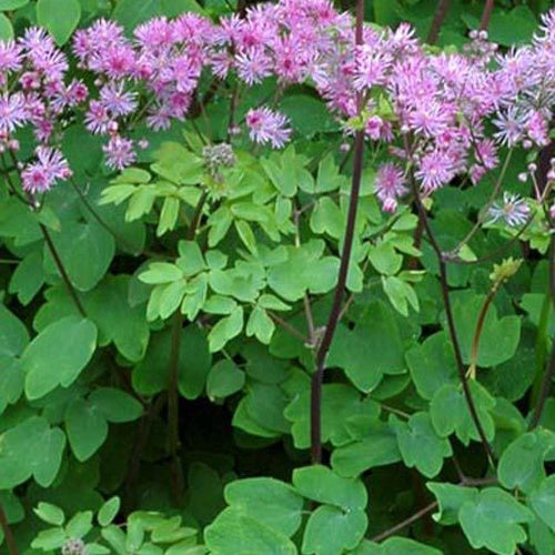 Pigamon Black Stockings - Thalictrum black stockings - Plantes