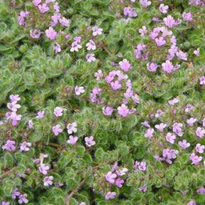 3 Thym précoce laineux - Thymus praecox pseudolanuginosus - Plantes