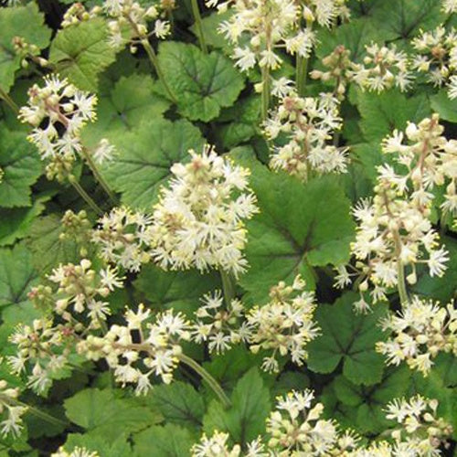 Tiarelle à feuille en coeur Brandywine - Tiarella cordifolia brandywine - Plantes