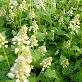 Tiarelle à feuille en coeur Moorgrün - Tiarella cordifolia moorgrün - Plantes