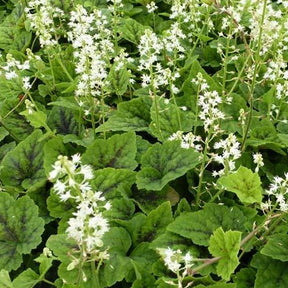 Tiarelle Appalachian Trail - Tiarella appalachian trail - Plantes