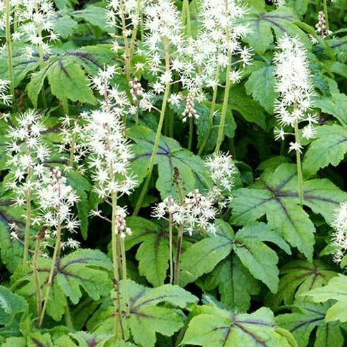 Tiarelle Jeeper's Creepers - Tiarella jeepers creepers - Plantes