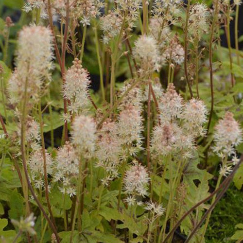 Tiarelle Mint Chocolate - Tiarella mint chocolate - Plantes