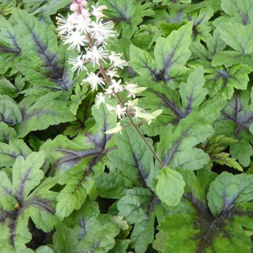 Tiarelle Sugar and Spice - Tiarella sugar and spice - Plantes