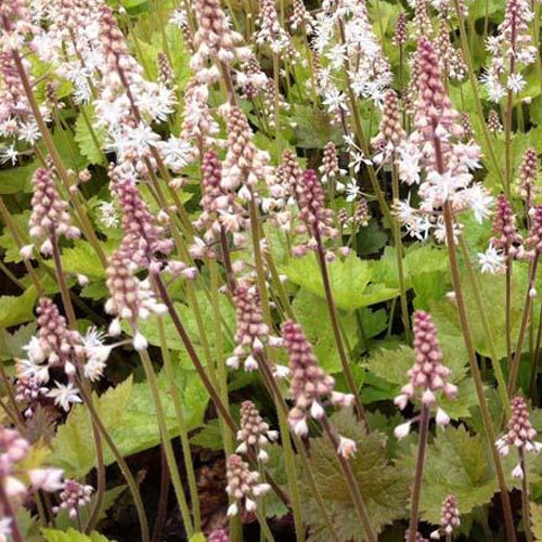 Tiarelle Tiger Stripe - Tiarella tiger stripe - Plantes