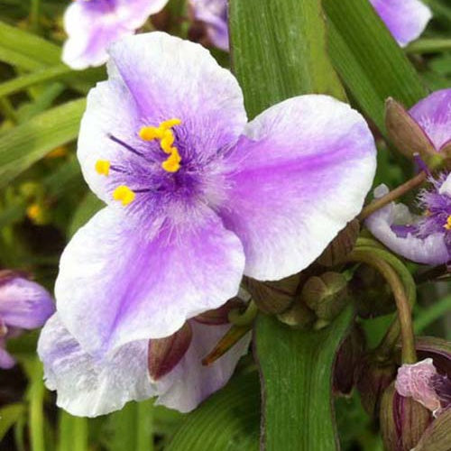 Ephémère de Virginie Bilberry Ice - Tradescantia ( andersoniana group ) bilberry ice - Plantes