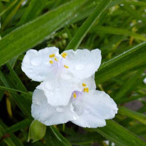 Ephémère de Virginie Innocence - Tradescantia ( andersoniana group ) innocence - Plantes