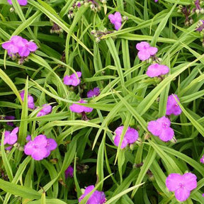 Ephémère de Virginie Rubra - Tradescantia rubra - Plantes