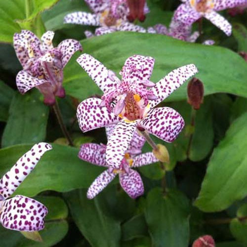 Lis des crapauds de Formose - Tricyrtis formosana - Plantes