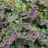 Trèfle blanc à feuille pourpre - Trifolium repens pentaphyllum - Plantes