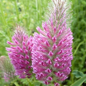 Trèfle rouge - Trifolium rubens - Plantes