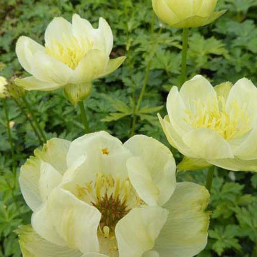 Trolle hybride New Moon - Trollius x cultorum new moon - Plantes