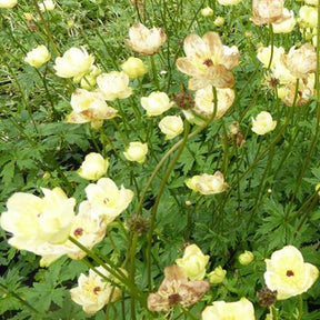 Trolle Cheddar - Trollius cheddar - Plantes